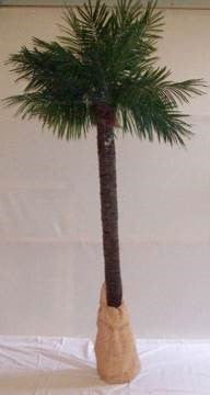 Palmen, Palme, Strand, Beach, Kokosnuss - Karibik - Beach – 3