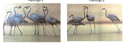Flamingos Kulisse, Vogel – 2