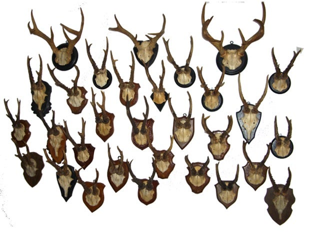 Hirschgeweihe, Geweihe, Hörner, Hirsch, Wildtier, Tier