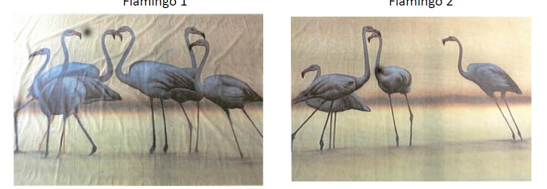 Flamingos Kulisse, Vogel
