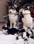 Husky Stofftiere, Huskys, Schlittenhunde, Schlitten, Tier, Hund – 2