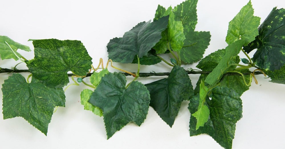 Wein- und Efeuranken, Wein, Weinranken, Efeuranken, Efeu, Blumen, Trauben