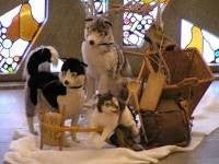 Husky Stofftiere, Huskys, Schlittenhunde, Schlitten, Tier, Hund – 3