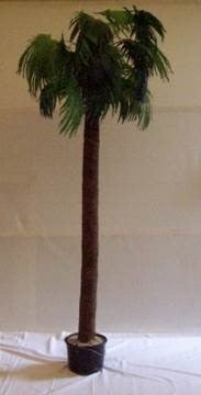 Palmen, Palme, Strand, Beach, Kokosnuss - Karibik - Beach – 2