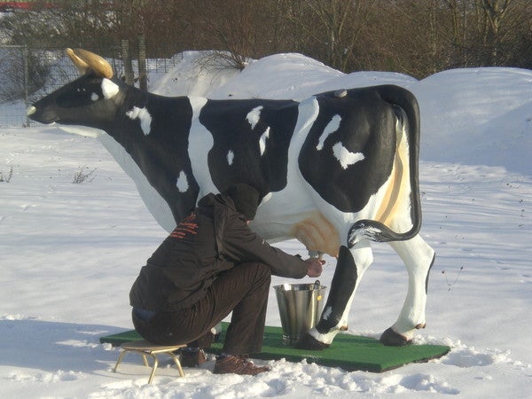 Kuhwettmelken - Wettmelkkuh mieten