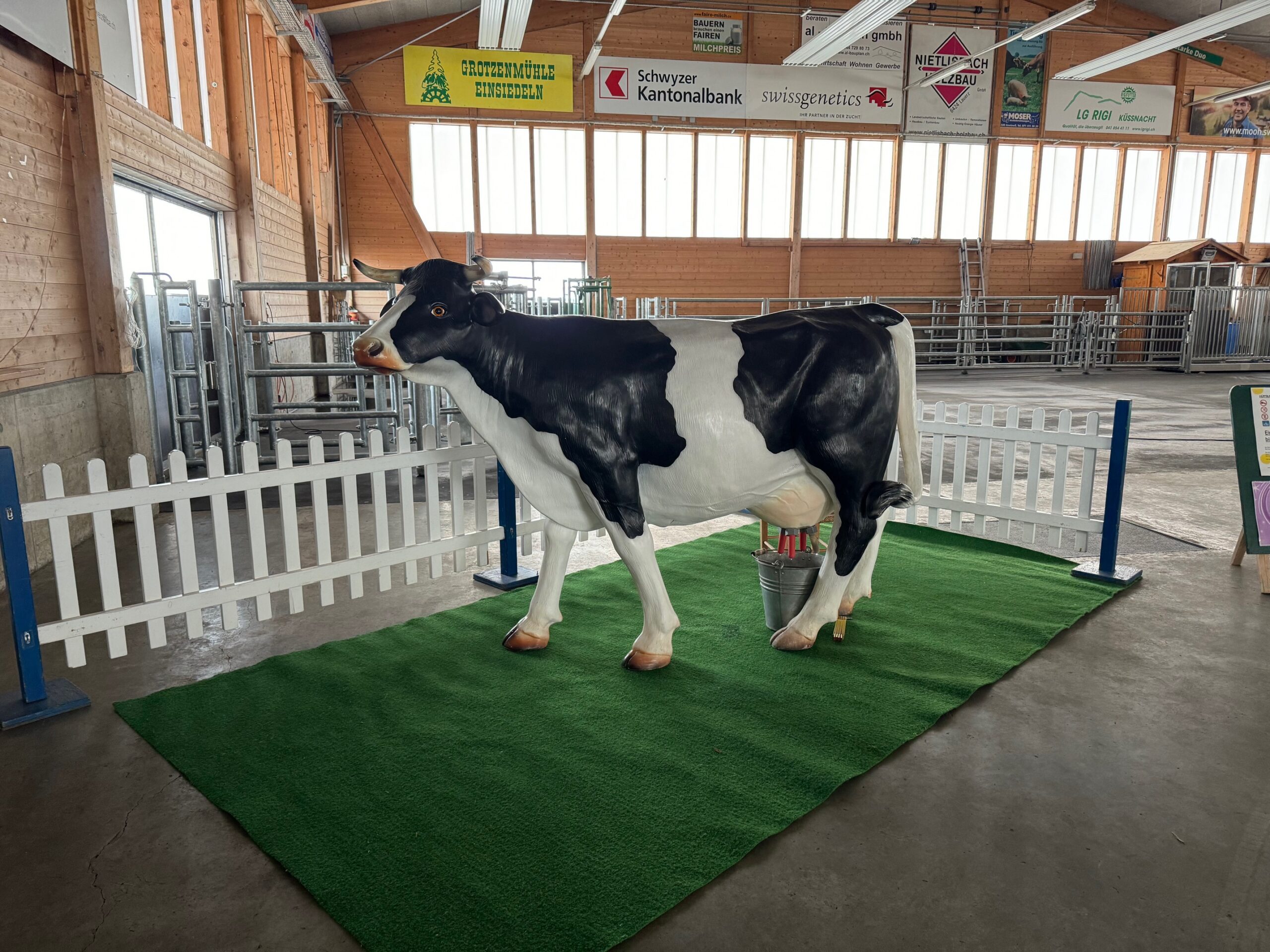 Melkkuh mieten bei Axess (Inhaber/Kontakt Daniel Häfliger)