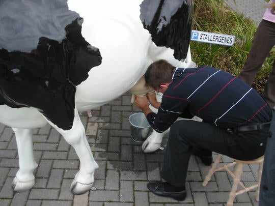 Wettmelken mit Kuh Else (Kuhmelken) – 2