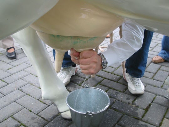 Wettmelken mit Kuh Else (Kuhmelken) – 3